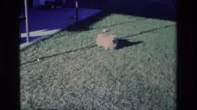 Aliso Viejo California USA (1977): Small Dog In Backyard Walking Around