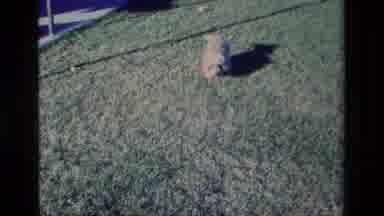 Aliso Viejo California USA (1977): Multiple Clips A Dog And People Trying To Ride