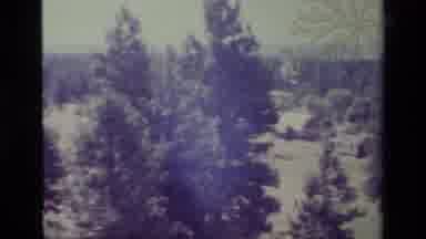 Big Bear California USA (1977): Upon Gazing At The Forest Pan The Camera To Show