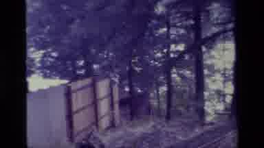 Big Bear California USA (1977): A View Of An Isolated Forest With Big Trees And