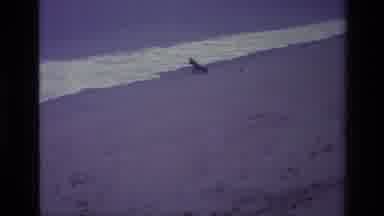 Laguna Beach California USA (1977): Ocean Not Quite What An Excited Dog Expects