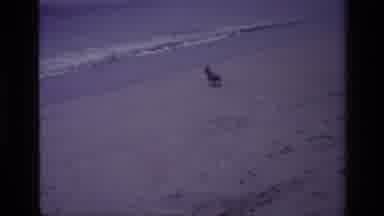 Laguna Beach California USA (1977): Dog Having A Great Time In The Beach During