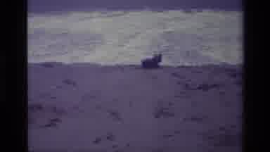 Laguna Beach California USA (1977): The Adventures Of A Pup At The Beach