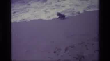 Laguna Beach California USA (1977): Small Dog Running Away From Tide Coming In On