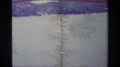 Lake Elsinore California USA (1977): A Trippy Timelapse Of At Tree Living Next To