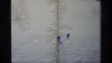 Lake Elsinore California USA (1977): Man Jumping On Shark And Plunging Forward In