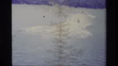 Lake Elsinore California USA (1977): People Playing In The Lake With A Tree