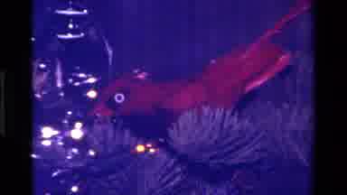 California USA (1979): A Red Robin Ornament And A Small Little Soldier Ornament