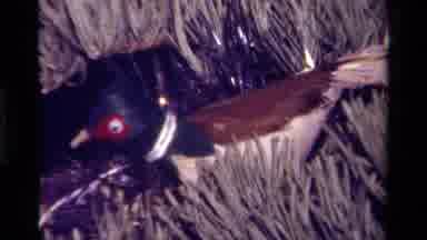 California USA (1979): Bird Looking At Girl And Boy Sitting In Toy Car At Place