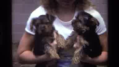 Laguna Beach California USA (1979): Two Puppies Sitting With Each Other In Their
