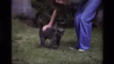 Laguna Beach California USA (1979): Person Petting A Gray Cat And The Cat Lounging
