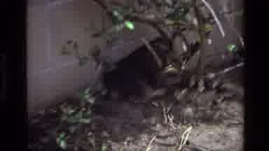 Laguna Beach California USA (1979): Dog Laying Down In Backyard Playing With A