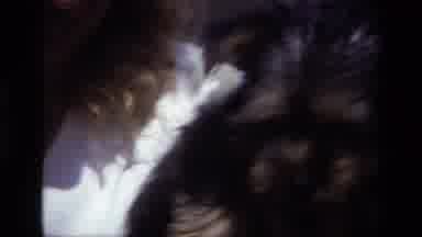 Laguna Beach California USA (1979): Lady And Her Dog As Well As Video Of Two Dogs