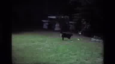 Laguna Beach California USA (1979): Cat Hanging Out Outdoors In A Backyard As The