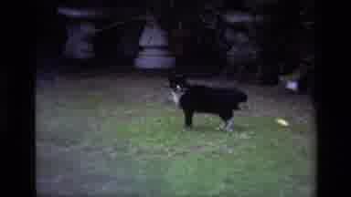 Laguna Beach California USA (1979): Black And White Cat Flicking Its Tail Curly