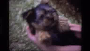 Laguna Beach California USA (1979): The Cat Looks On As The Puppy Is Being Played