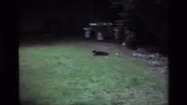 Laguna Beach California USA (1979): Cat And Dog Sitting Outside In A Backyard