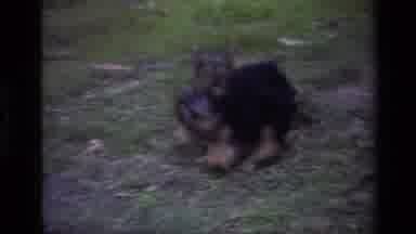 Laguna Beach California USA (1979): Cute Puppies Playing Together