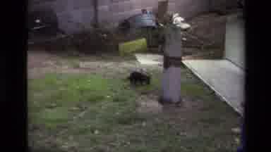 Laguna Beach California USA (1979): Dog Wanders Around His Yard Looking For A Good