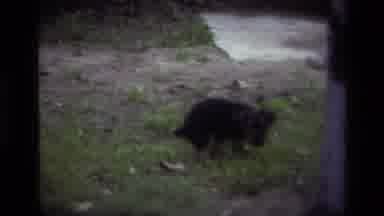 Laguna Beach California USA (1979): Small Hairy 4 Legged Animal Standing In Green