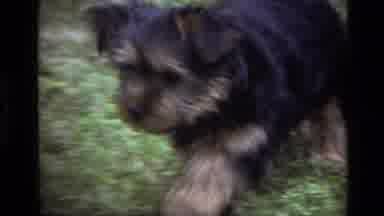 Laguna Beach California USA (1979): A Black Little Dog Meets A Black Cat With A
