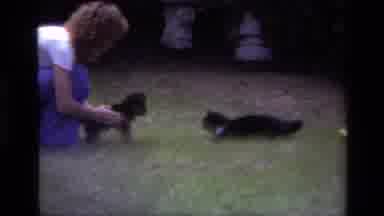 Laguna Beach California USA (1979): Puppy And A Cat Meeting For The First Time Cat