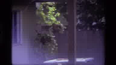 Laguna Beach California USA (1979): Puppy Explores Nearby Potted Greenery In