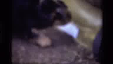 Laguna Beach California USA (1979): Puppies Enjoy Playing And Chasing Each Other