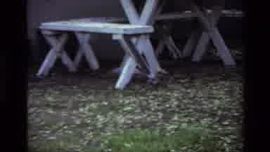 Laguna Beach California USA (1979): Two Dogs Run And Play Together Around A Leaf
