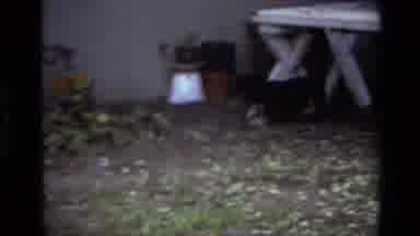 Laguna Beach California USA (1979): Two Black Puppies Running And Playing Tag In