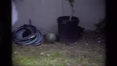 Laguna Beach California USA (1979): Schnauzer Puppy Runs And Plays Behind Garden