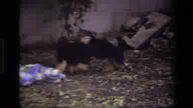Laguna Beach California USA (1979): Two Dogs Playing Outside And Some Other Animal