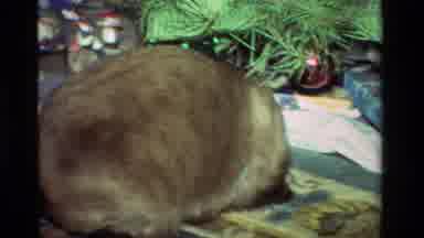California USA (1981): Cat Near A Christmas Tree Playing With The Gifts And