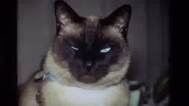 California USA (1981): Gorgeous Siamese Cat With Striking Blue Eyes Looking At