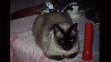 California USA (1981): Cat On A Table Present Time