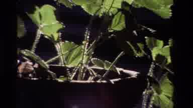 California USA (1981): Camera Zooms In On A Green Plant Dancing In The Wind