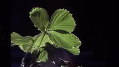 California USA (1981): This Video Shows A Few Dewy Plants Slightly Swaying In A