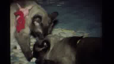 California USA (1984): So Cute How They Love Each Other