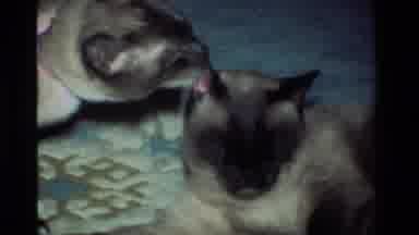 California USA (1984): Cat Grooming Another Cat That Looks Like A Sibling