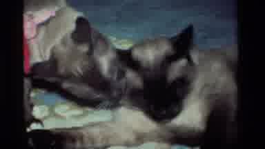 California USA (1984): Two Siamese Cats Licking Each Other On The Floor And Mother