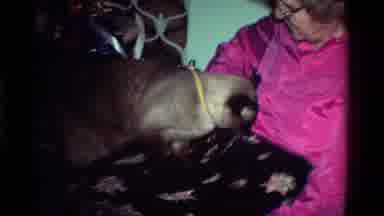 California USA (1984): Loving My Cat During The Holidays