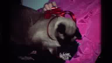 California USA (1984): Gift Box Searching