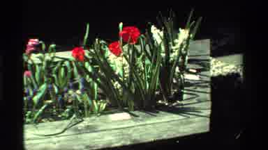 California USA (1984): A Selection Of Flowers In A Raised Planter White Red Pink