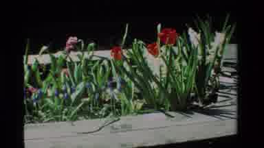 California USA (1984): So Many Different Types Of Flower Are Blossoms