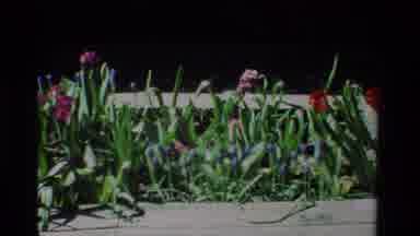 California USA (1984): Assorted Colorful Flowers Growing By A Sidewalk