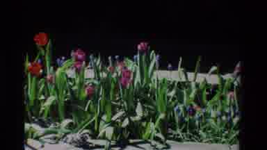 California USA (1984): Pink And Red Flowers