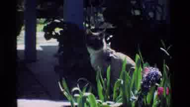 California USA (1984): Beautiful Siamese Cat Looking To The Right Of The Screen In