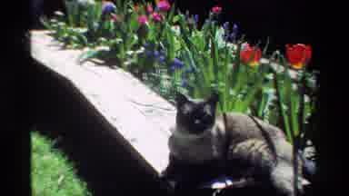 California USA (1984): Lazy Black Hanging Out And Laying By The Flowers