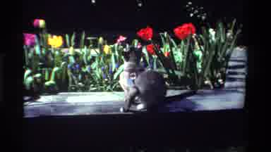 California USA (1984): Cat In Harness Admiring Tulips Lining Sidewalk Before