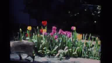 California USA (1984): Cat Watching Garden Flowers While Seeking To Find Prey And